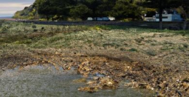 Almejas a la marinera cómo se hace Thermomix