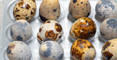 Cómo cocer huevos de codorniz para que se pelen bien Thermomix